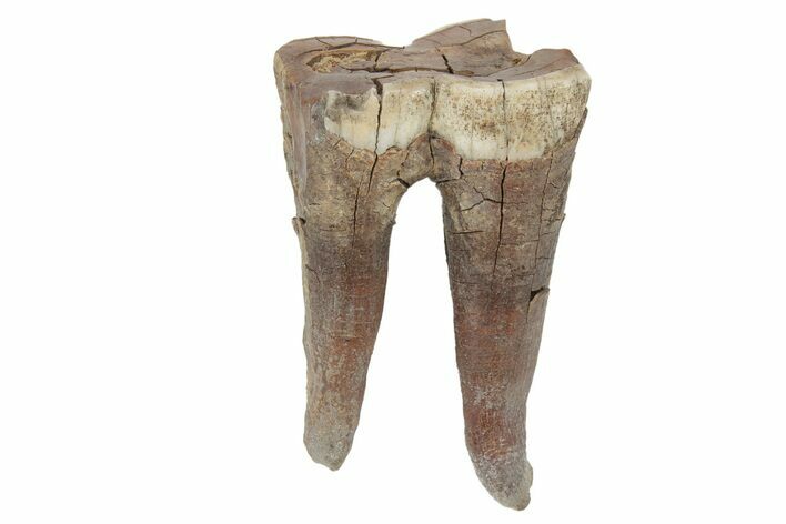 Fossil Woolly Rhino (Coelodonta) Tooth - Siberia #231032